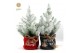 Pinus pinea silver crest P17 in Bag X-mas Duo + Snow 