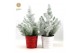 Pinus pinea silver crest P17 in Zinc X-mas Duo + Snow 