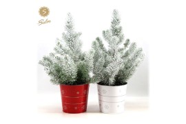 Pinus pinea silver crest P17 in Zinc X-mas Duo + Snow