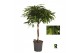 Ficus binnendijkii amstel king gevlochten stam 