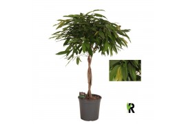 Ficus binnendijkii amstel king gevlochten stam