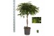 Ficus binnendijkii amstel king gevlochten stam 
