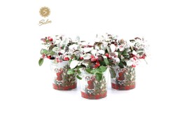 Gaultheria procumbens big berry in Zinc Santa + Snow