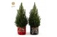 Picea glauca december P19 in Bag X-mas Duo 