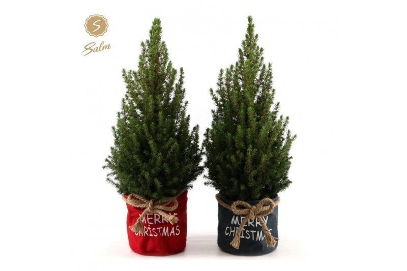 Picea glauca december P19 in Bag X-mas Duo 