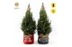 Picea glauca december P19 in Bag X-mas Duo + Starlight + Star on Loop 