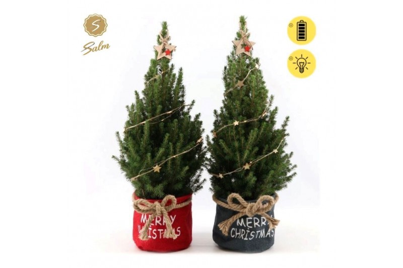 Picea glauca december P19 in Bag X-mas Duo + Starlight + Star on Loop 