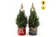 Picea glauca december P19 in Bag X-mas Duo + Starlight + Star on Loop 