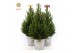 Picea glauca december P19 in Zinc Old-Look + Bow Mix 