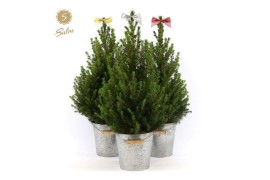 Picea glauca december P19 in Zinc Old-Look + Bow Mix