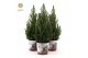 Picea glauca december P19 in Zinc Santa 