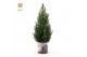 Picea glauca december P19 in Zinc Santa 