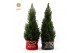 Picea glauca december P26 in Bag X-mas Duo 