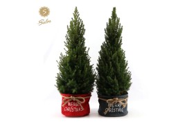 Picea glauca december P26 in Bag X-mas Duo