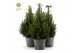 Picea glauca december P19 in Wood + Bow Mix 