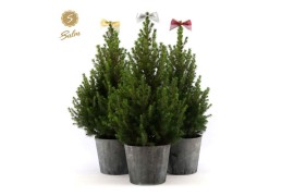 Picea glauca december P19 in Wood + Bow Mix