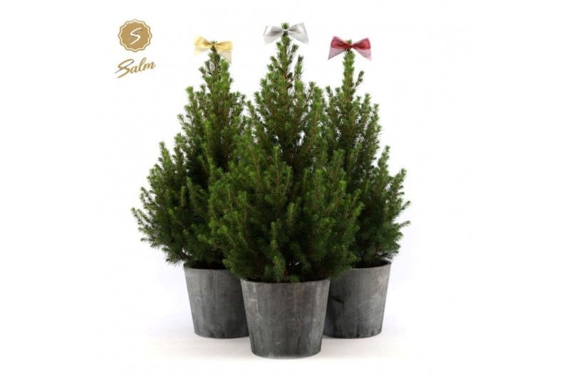Picea glauca december P19 in Wood + Bow Mix 