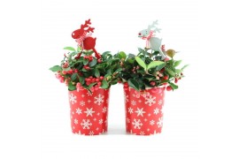 Gaultheria procumbens big berry in Cup X-mas Deco + Reindeer