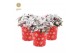 Gaultheria procumbens big berry in Cup X-mas Deco + Snow 