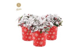 Gaultheria procumbens big berry in Cup X-mas Deco + Snow