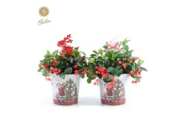 Gaultheria procumbens big berry in Zinc Santa + Reindeer