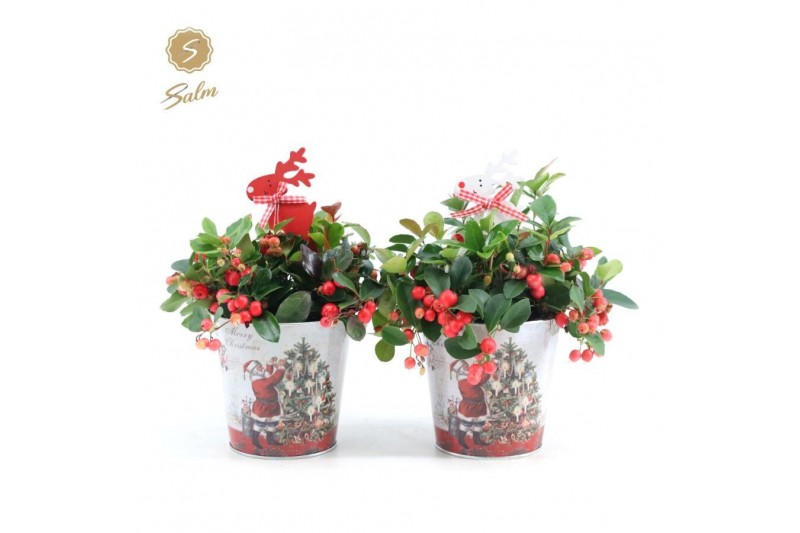 Gaultheria procumbens big berry in Zinc Santa + Reindeer Gaultheria procumbens big berry in Zinc Santa + Reindeer