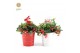 Gaultheria procumbens big berry in Zinc X-mas Duo + Reindeer 
