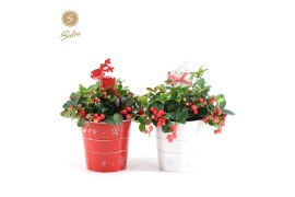 Gaultheria procumbens big berry in Zinc X-mas Duo + Reindeer