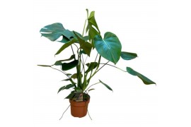Monstera deliciosa