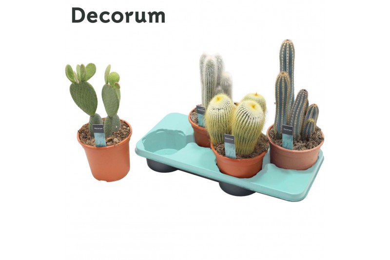 Cactus mix Column mix 4 soorten (Decorum) Cactus mix Column mix 4 soorten (Decorum)