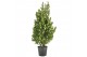 Laurus nobilis Struik 