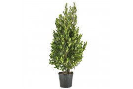 Laurus nobilis Struik