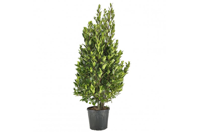 Laurus nobilis Struik 