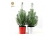 Pinus pinea silver crest P17 in Zinc X-mas Duo 