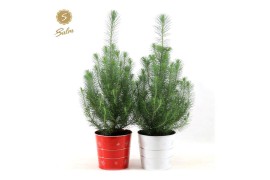 Pinus pinea silver crest P17 in Zinc X-mas Duo