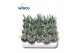 Aloe humilis 
