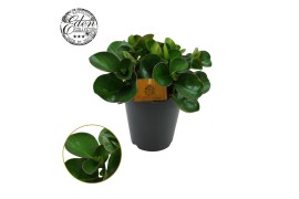 Peperomia obtusifolia burning bush
