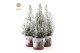 Picea glauca december P19 in Zinc Santa + Snow 