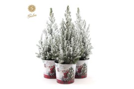 Picea glauca december P19 in Zinc Santa + Snow