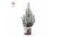 Picea glauca december P19 in Zinc Santa + Snow 