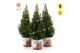 Picea glauca december P19 in Zinc Santa + Starlight + Star on Loop 