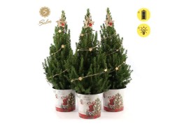 Picea glauca december P19 in Zinc Santa + Starlight + Star on Loop