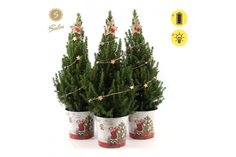 Picea glauca december P19 in Zinc Santa + Starlight + Star on Loop 