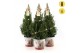 Picea glauca december P19 in Zinc Santa + Starlight + Star on Loop 