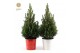 Picea glauca december P19 in Zinc X-mas Duo 