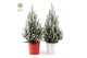 Picea glauca december P19 in Zinc X-mas Duo + Snow 