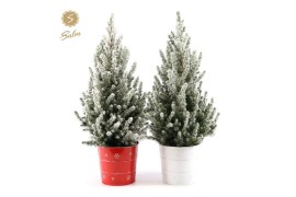 Picea glauca december P19 in Zinc X-mas Duo + Snow