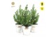 Pinus pinea silver crest P17 in Zinc Old-Look + Starlight 