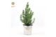 Pinus pinea silver crest P17 in Zinc Old-Look + Starlight 