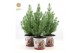 Pinus pinea silver crest P17 in Zinc Santa 